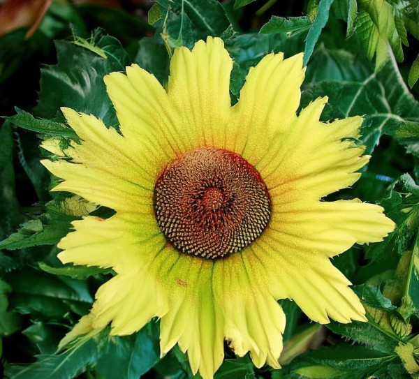 乐化镇集镇商贸服务区，INSERT 光彩的街景与便捷的交通